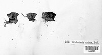 Cyathus striatus image